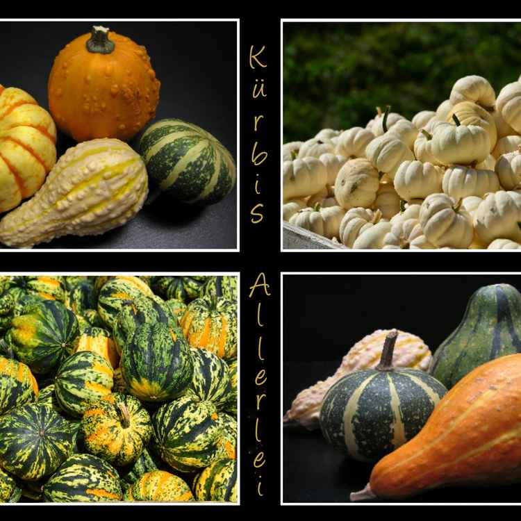 Kürbis Allerlei