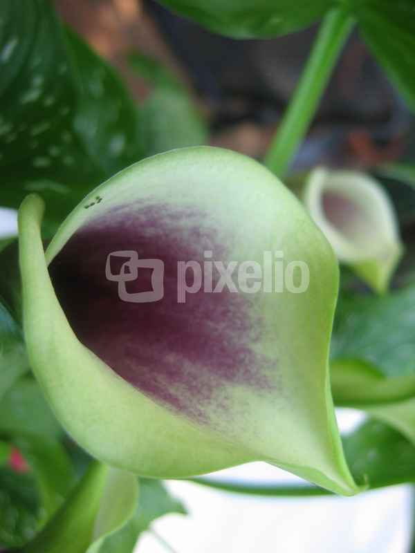Callas