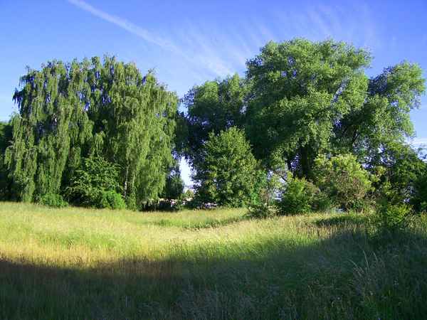 Wiesenfreiheit 5