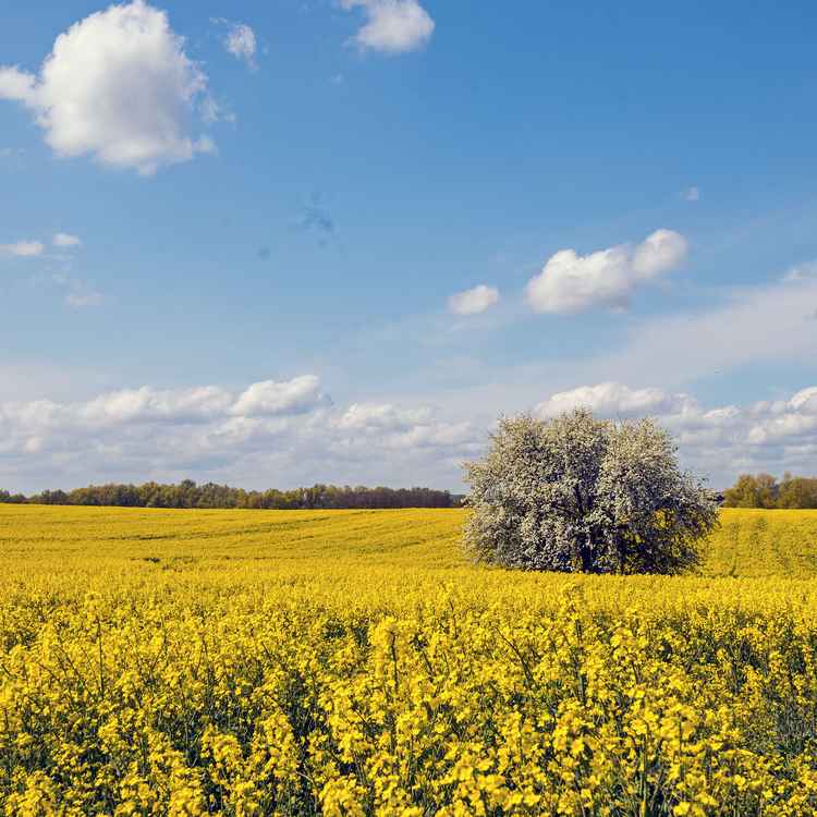 Rapsfeld im Frühling