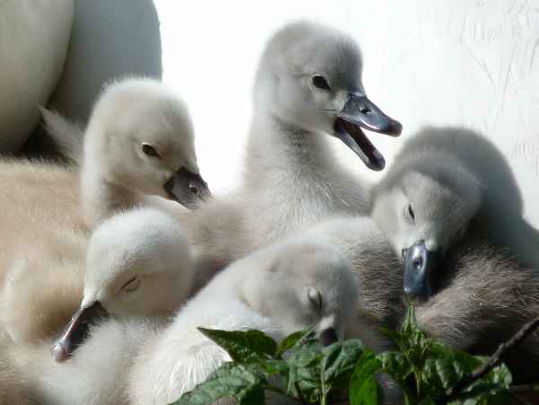 ganz frisch geschlüpfte Schwäne
