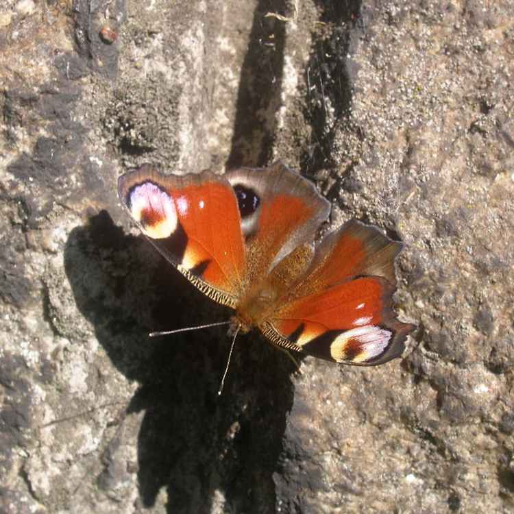 Butterfliege