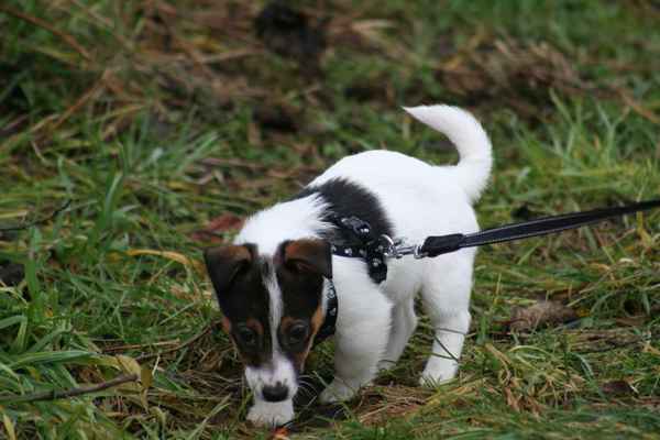 Jack Russell Terrier