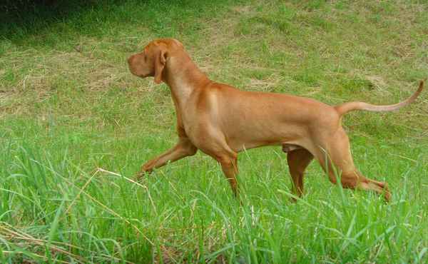 Magyar Vizsla