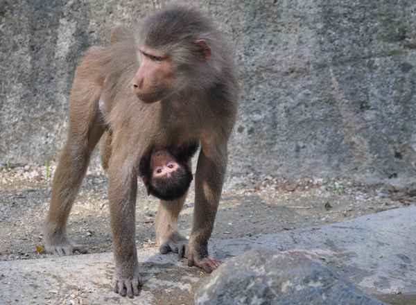 geborgen bei Mama