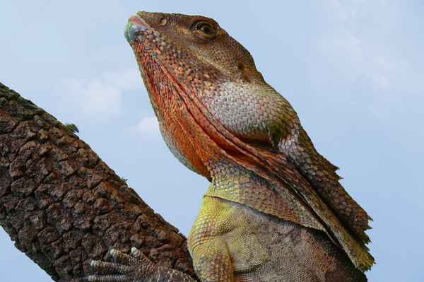 Australische Kragenechse