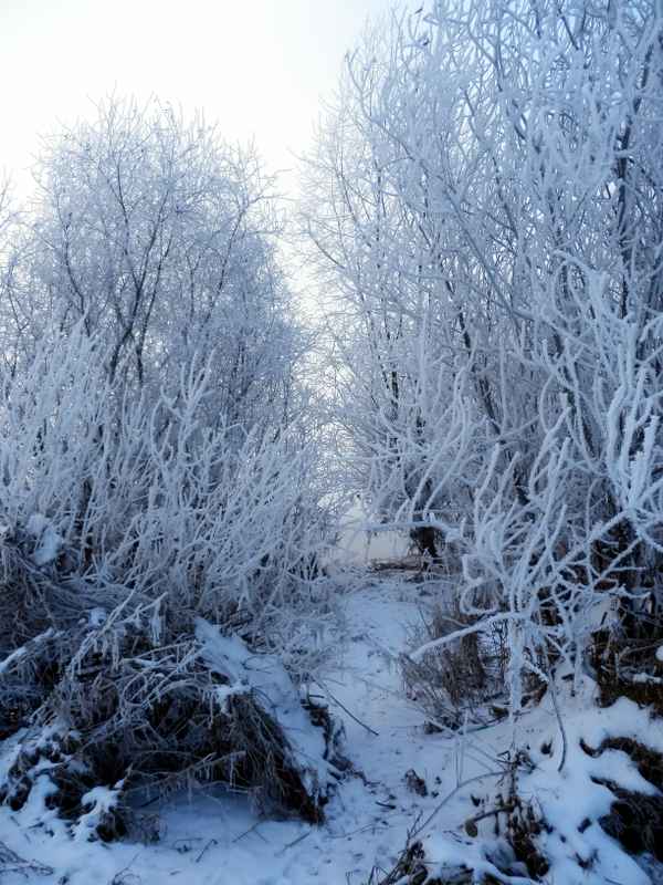 Januarmorgen am Fluss