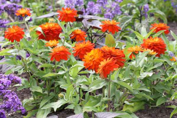 Zinnien