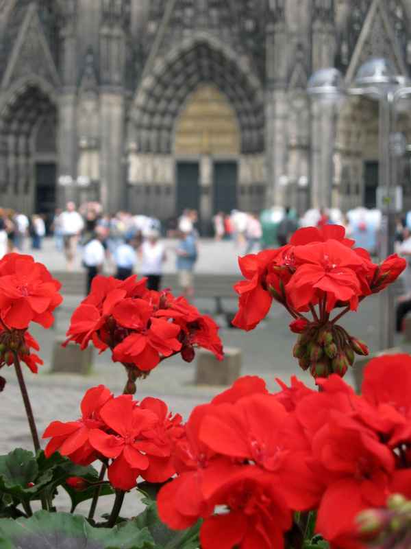 Blumen vorm Dom