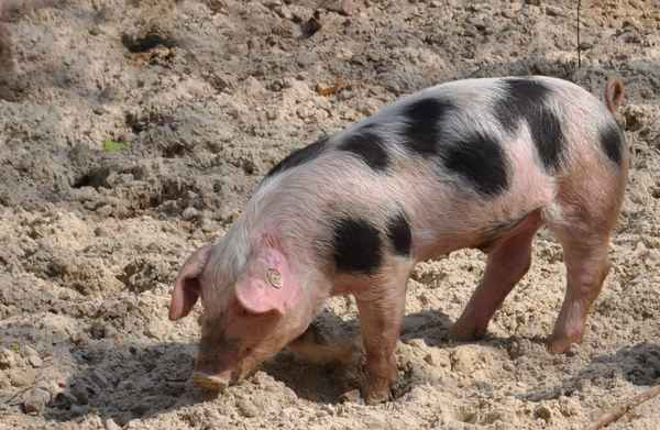 Ferkel