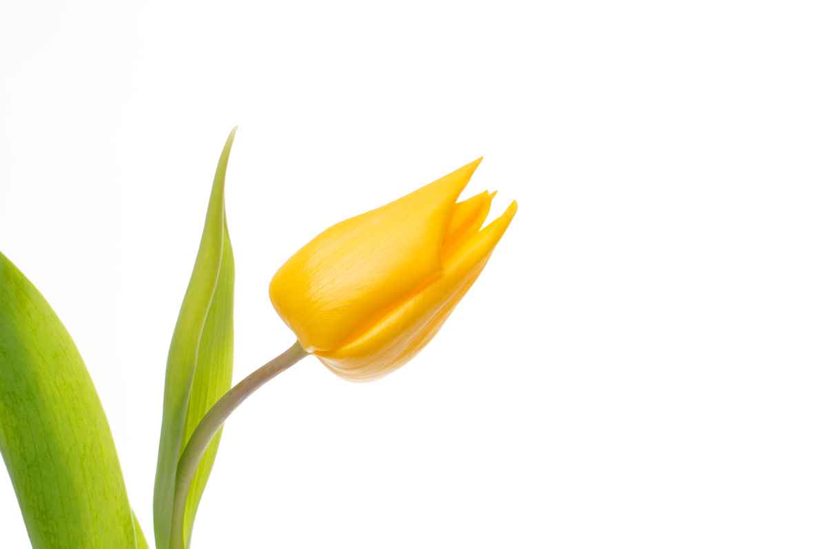 Tulpe