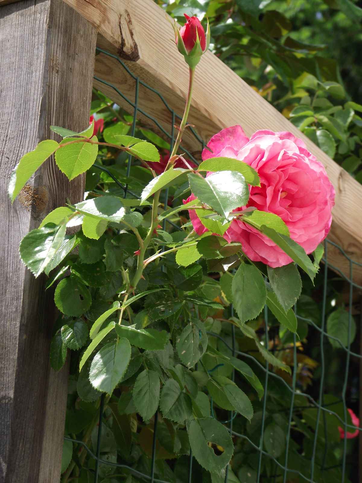 Rose