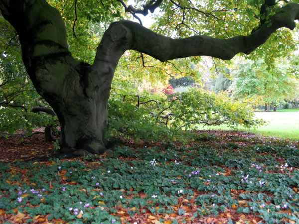 Alter Baum und Alpenveilchen