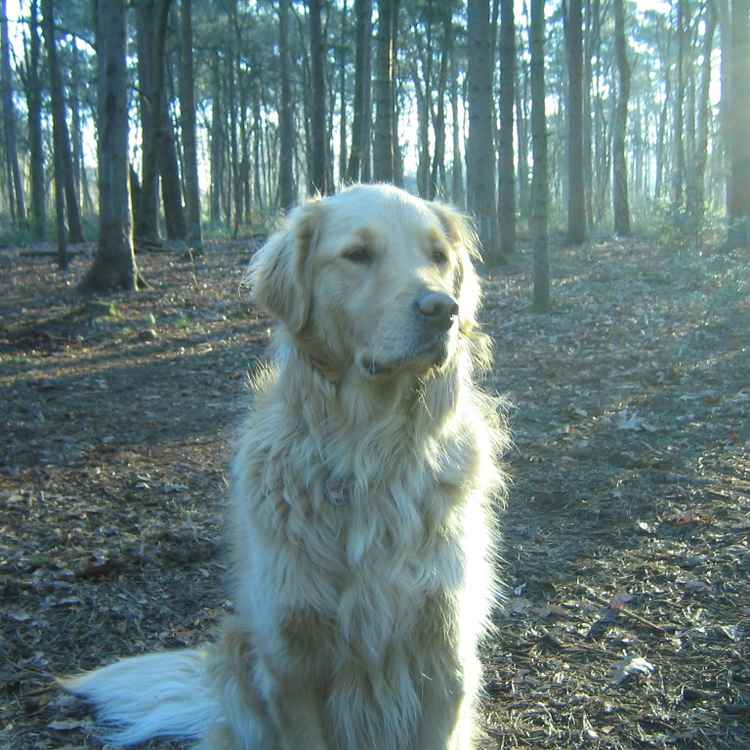 Waldspaziergang mit Krümel