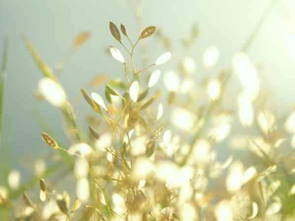 Gräser im Sonnenschein