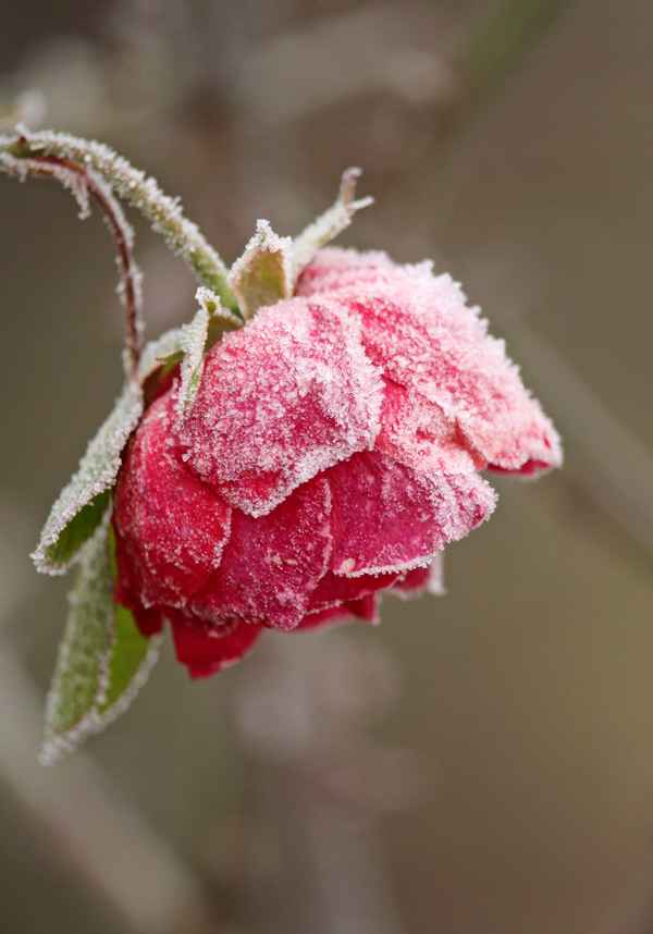 eiskalt erwischt....