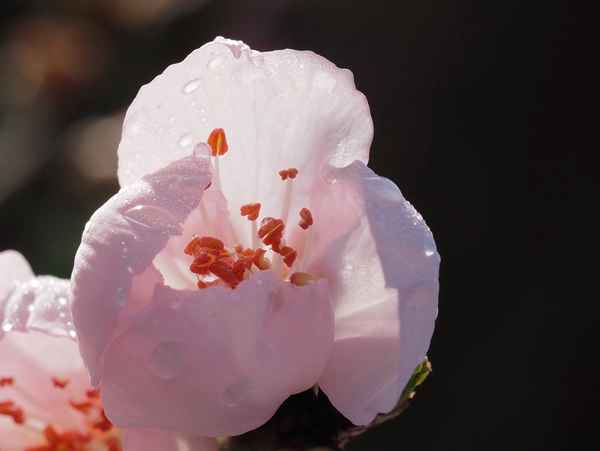 pfirsichblüte im morgenlicht