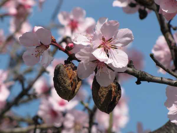 Mandelblüte und Frucht
