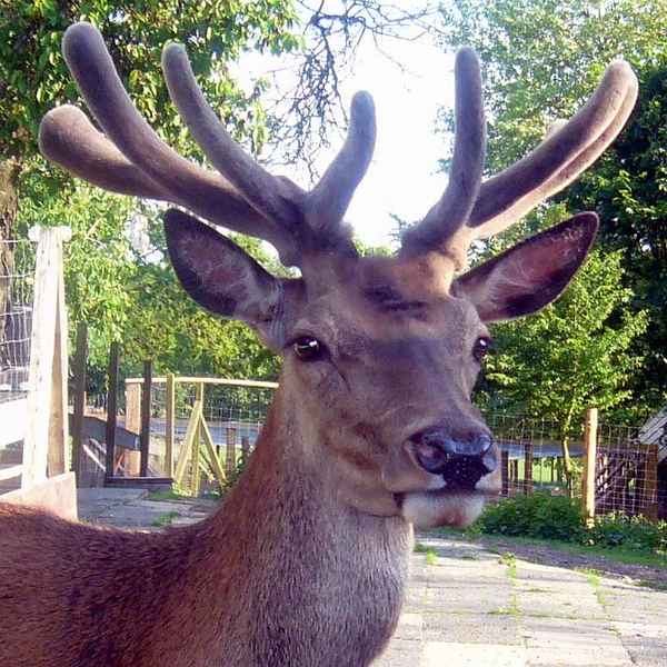Der Hirsch eines Bauers aus Allermöhe