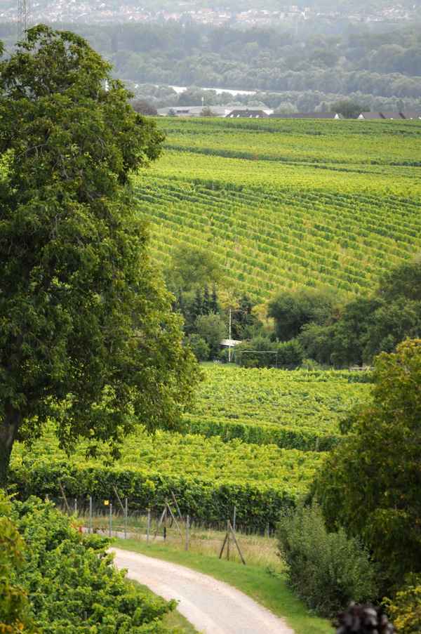Weinberge im Rheingau