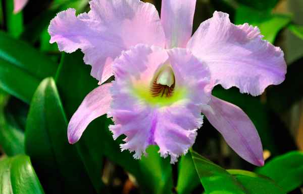 Orchideen 3