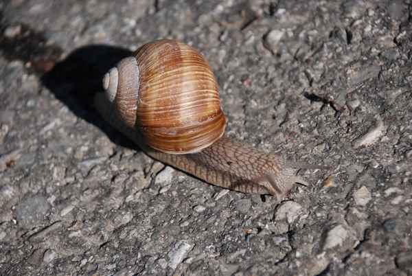 Weinbergschnecke