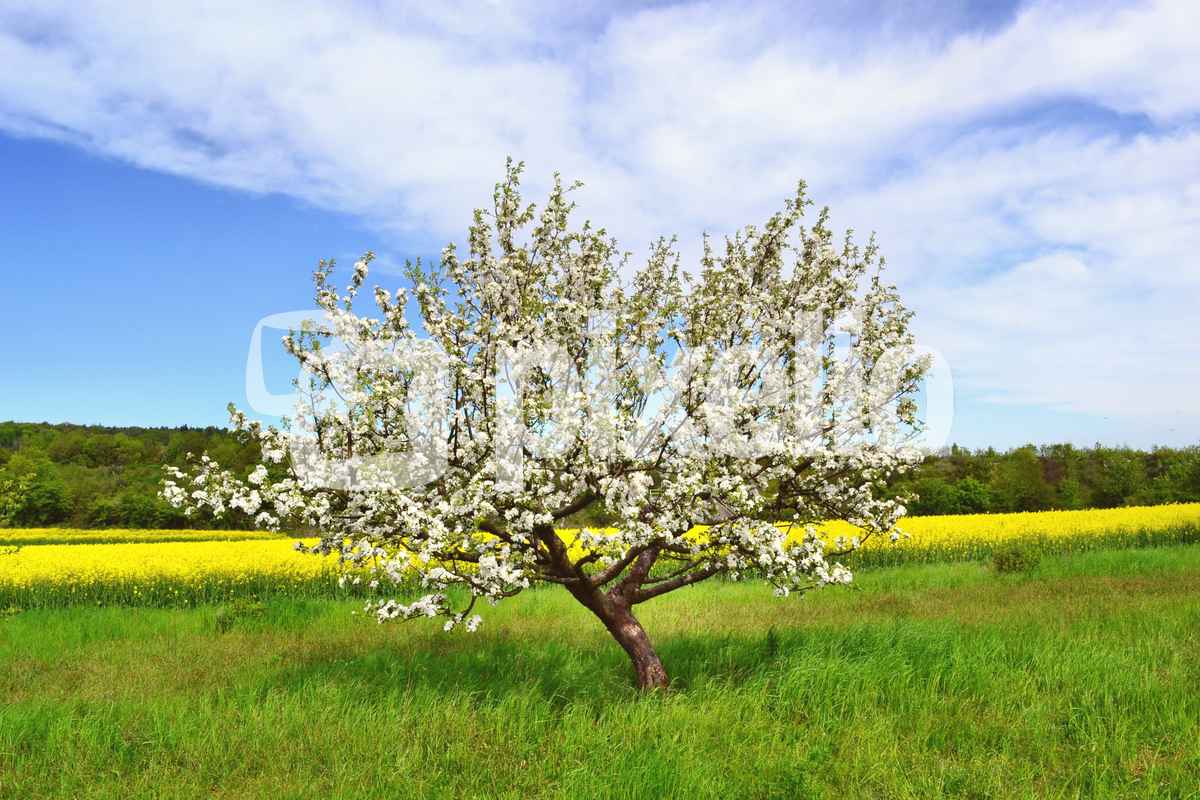 blühender Apfelbaum