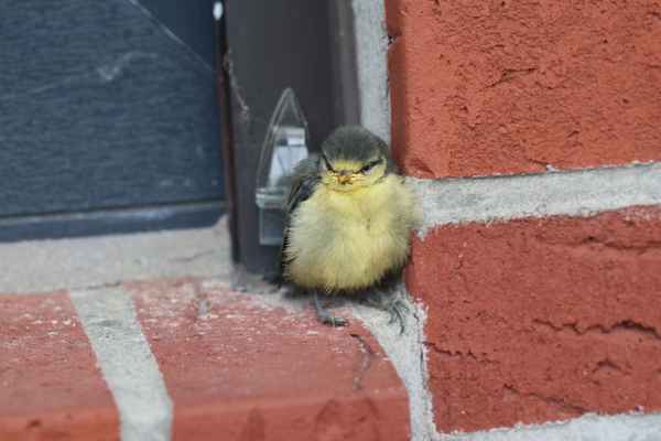 Meisenküken vor dem Fenster auf dem Sims im Juni 2023!