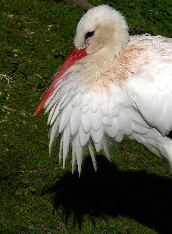 Storch