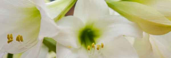 weisse Lilien als Header