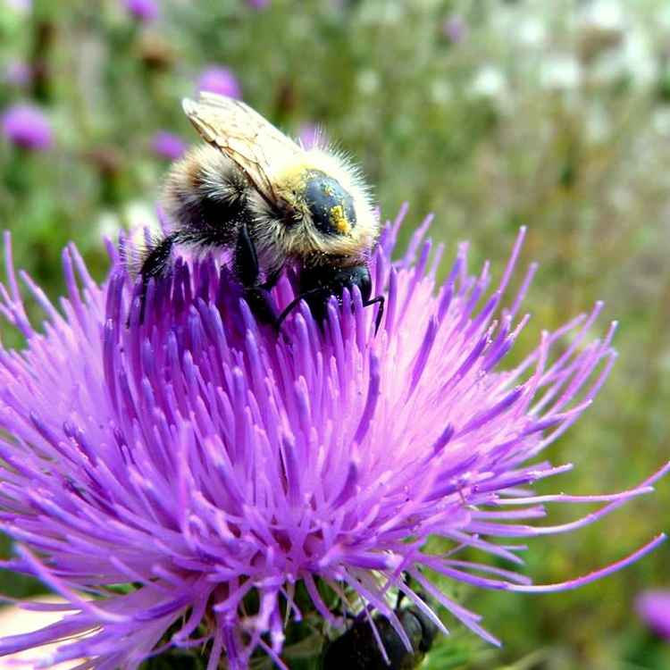 Fleissige Hummel