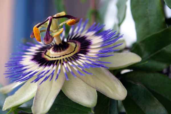 Aufgeblüht oder Passiflorablüte