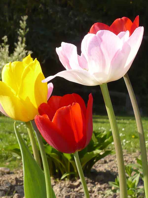 Schöne  Blumen