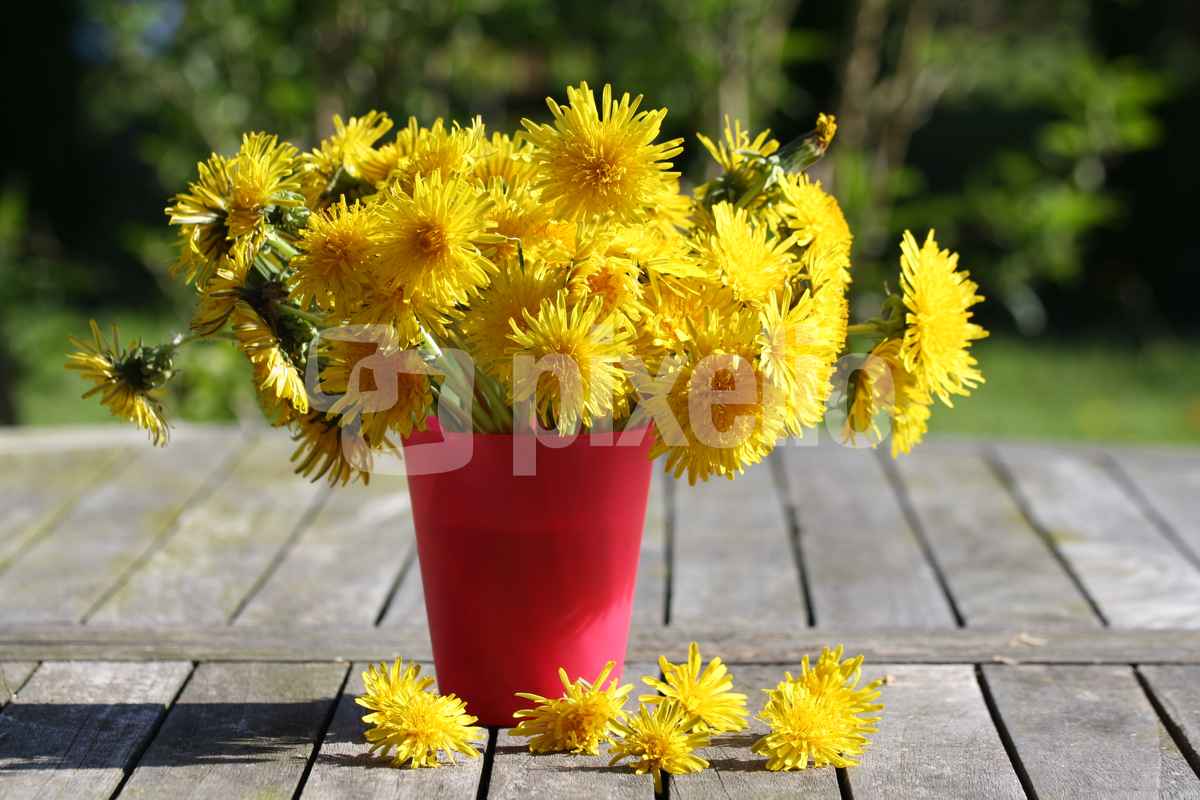 Löwenzahn in der Vase 3
