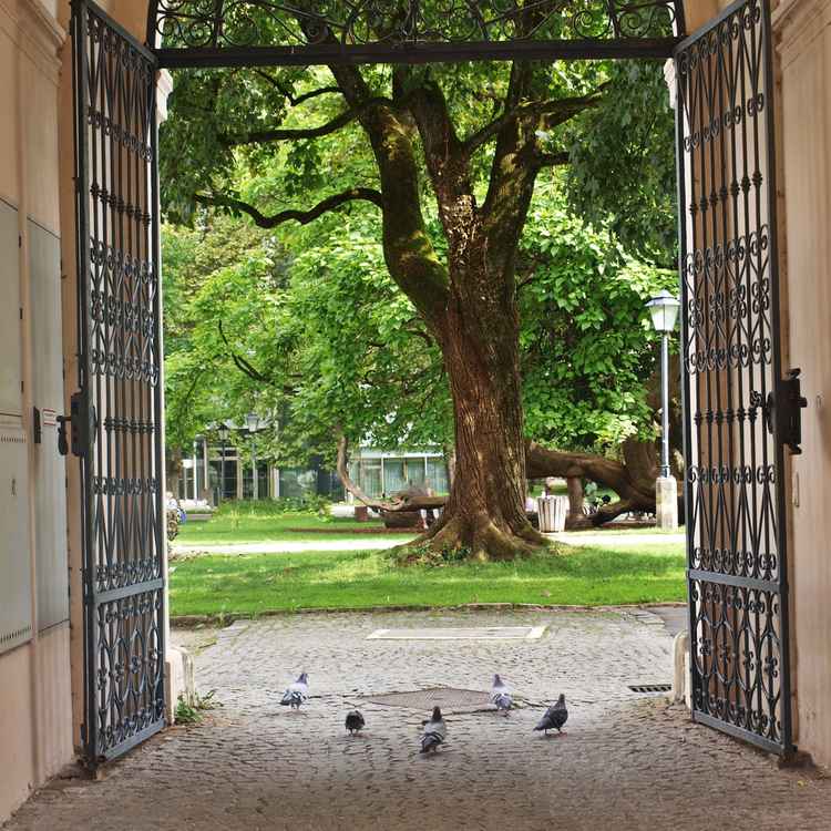 Tauben im Torbogen