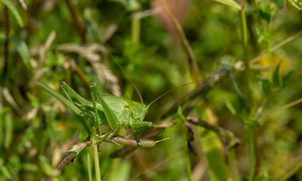 Großes Heupferd (Weibchen)