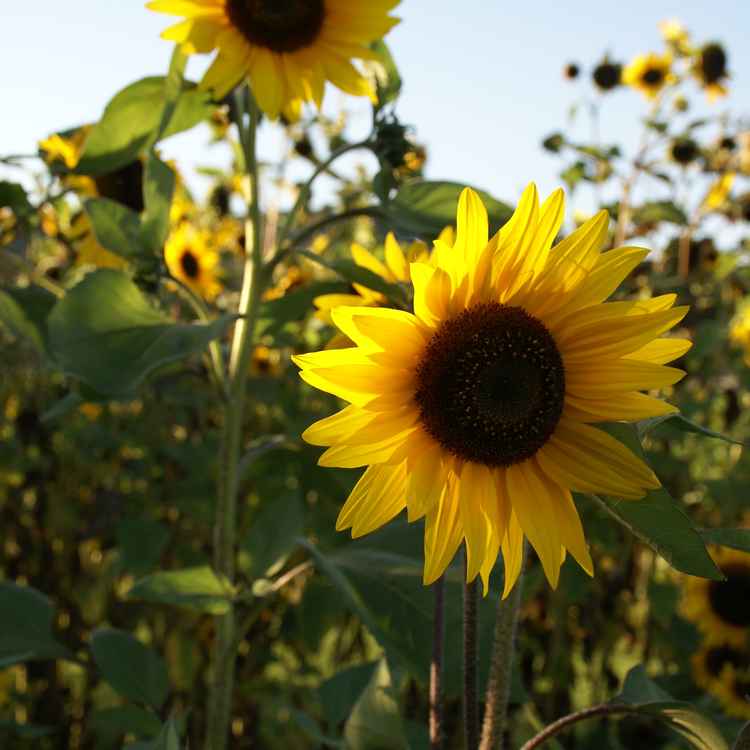 Sonnenblumen in der Pfalz