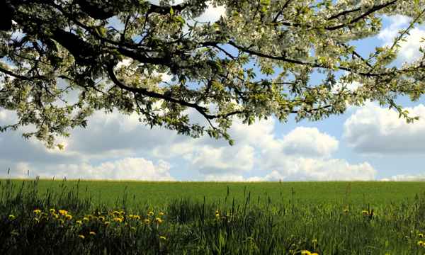 frühling...