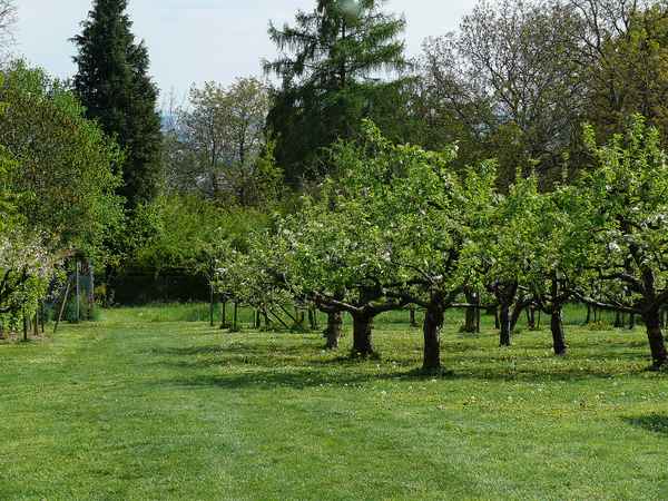 ApfelBlüte ... Streuobst