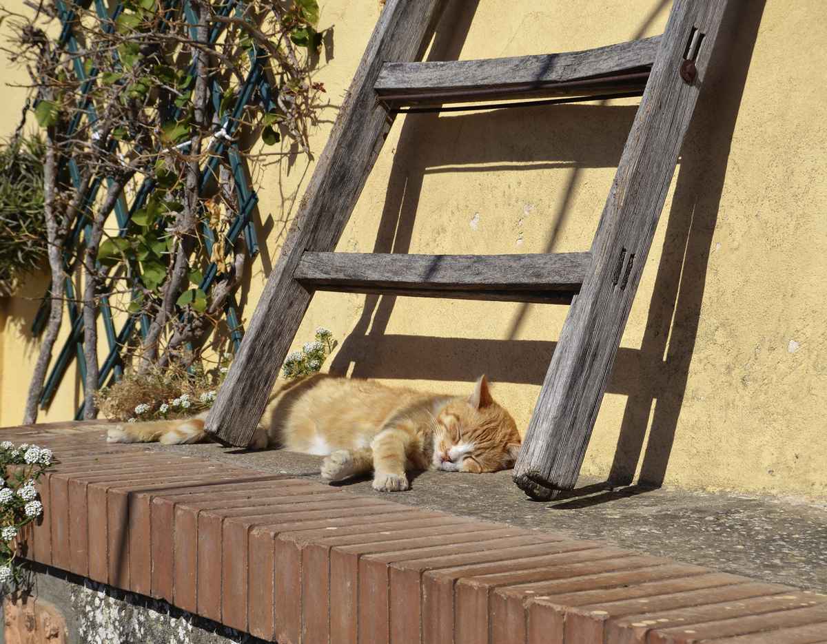 Das 5.207te Katzenbild