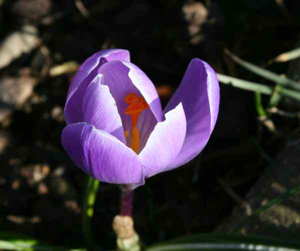 Krokus im Weserbergland