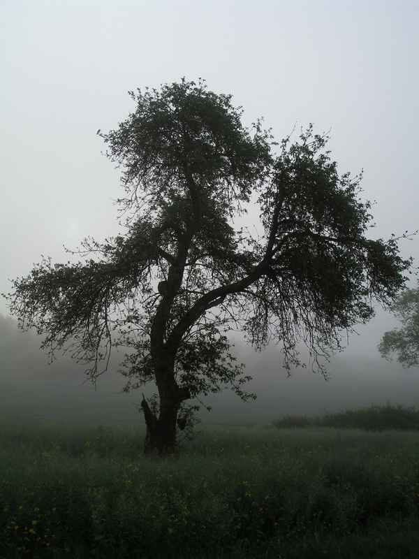 Baum im Morgennebel