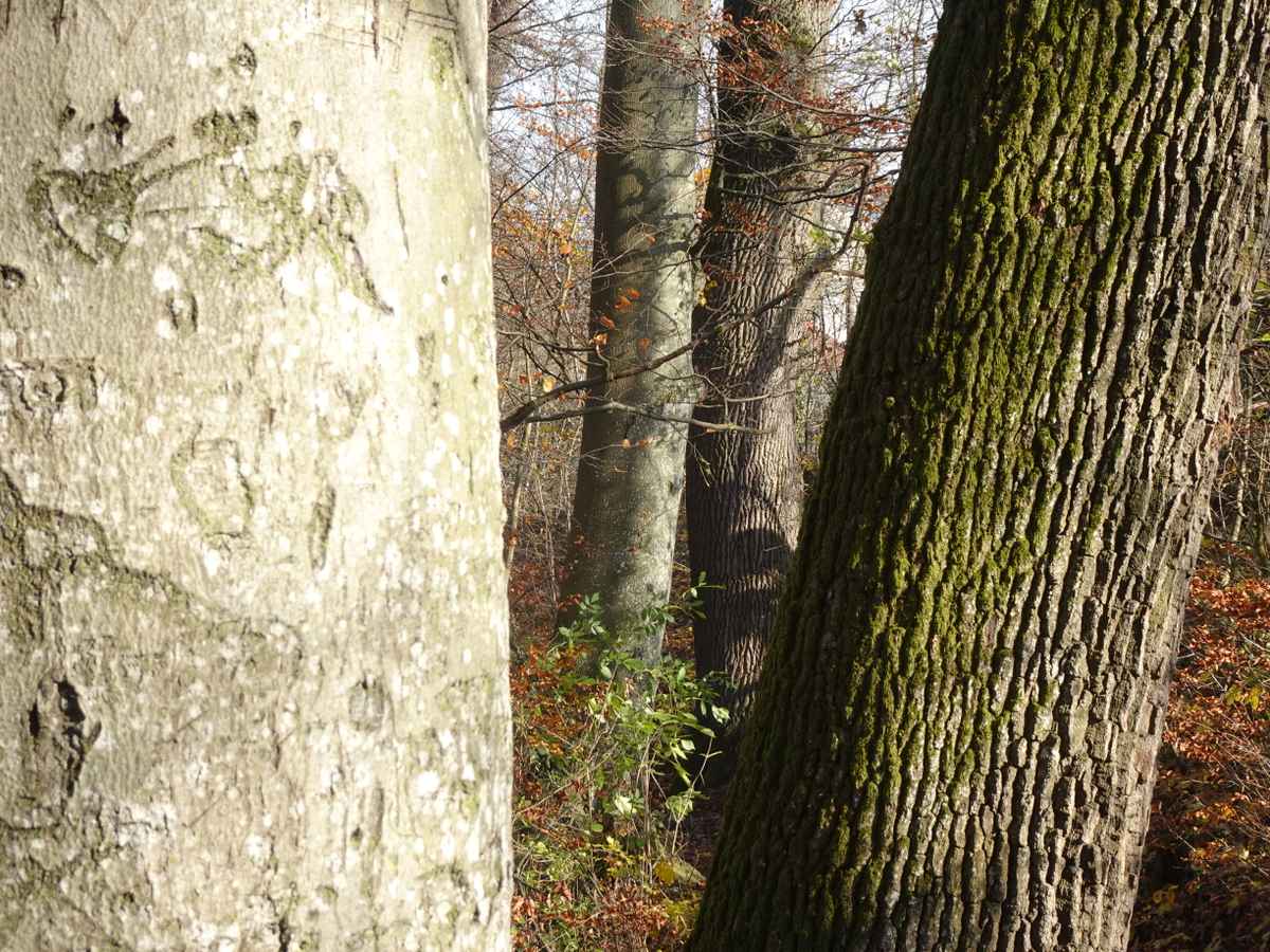 Alte verbundene Baumstämme