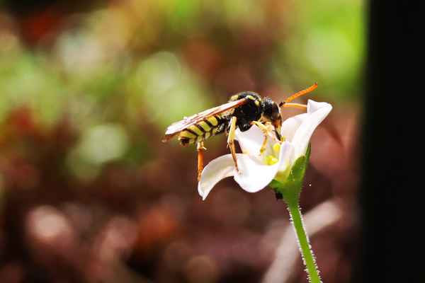 auch die kleinste blüte zählt