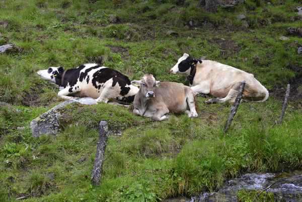 Glückliche Kühe auf der Weide