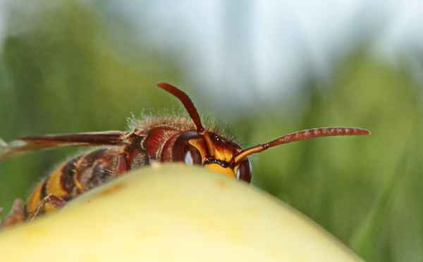 spione überall
