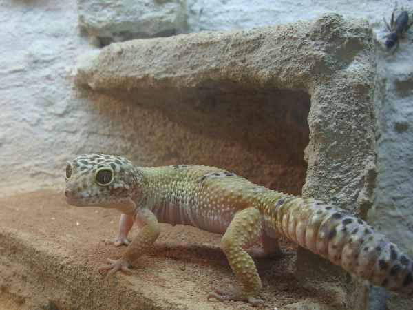 Leopardengekko