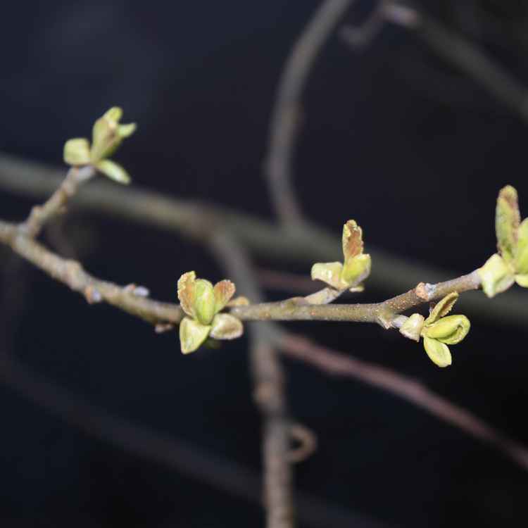 Frühling kommt