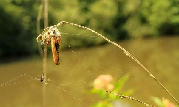 in die falle geraten