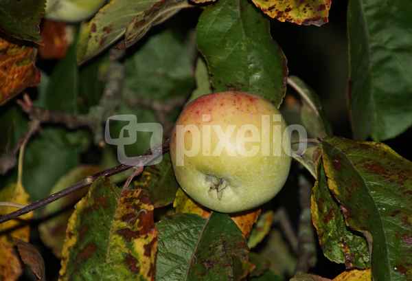 Apfel